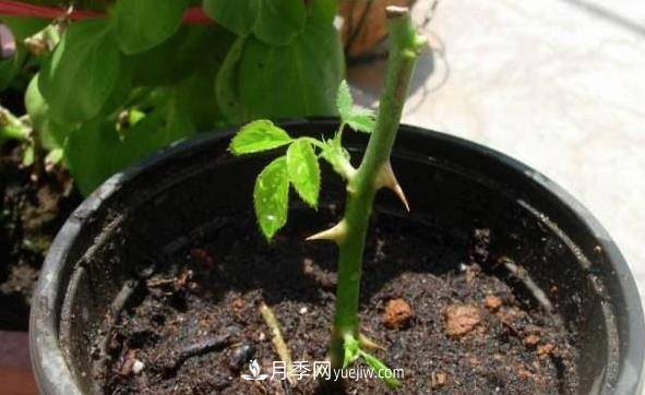 月季該如何扦插，春秋兩季這樣扦插10-20天就生根(圖1)