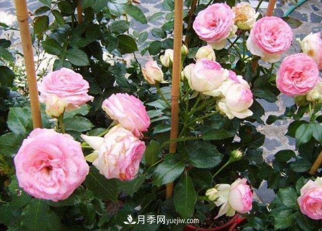 入冬以前要做好5件事，來(lái)年月季花長(cháng)得旺開(kāi)花多(圖1)