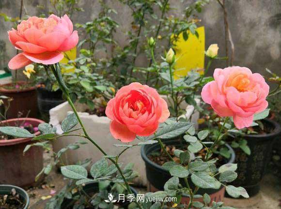 輕松3招養月季，四季開(kāi)花不斷成“花?！?圖1)