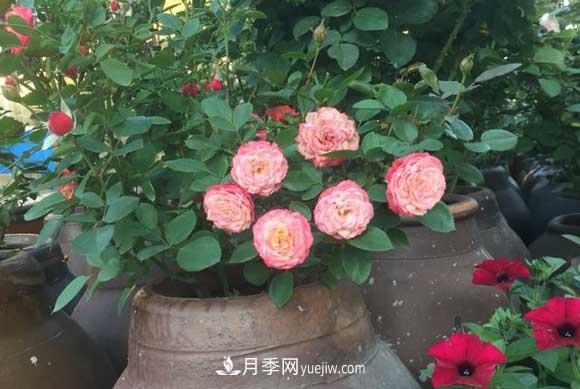 輕松3招養月季，四季開(kāi)花不斷成“花?！?圖2)