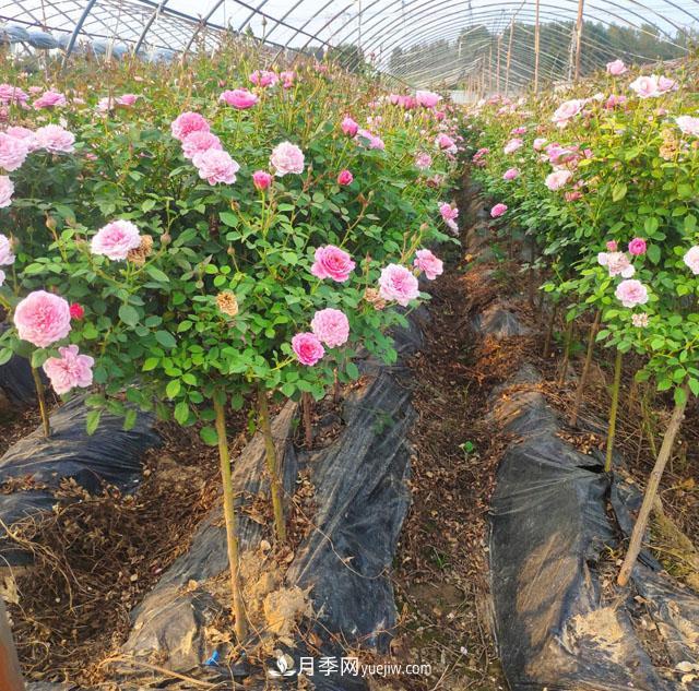 棒棒糖月季這么漂亮，南陽(yáng)月季花農是如何嫁接出來(lái)的？(圖1)
