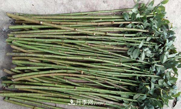 棒棒糖月季這么漂亮，南陽(yáng)月季花農是如何嫁接出來(lái)的？(圖2)