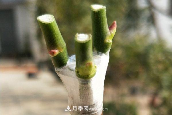 棒棒糖月季這么漂亮，南陽(yáng)月季花農是如何嫁接出來(lái)的？(圖4)