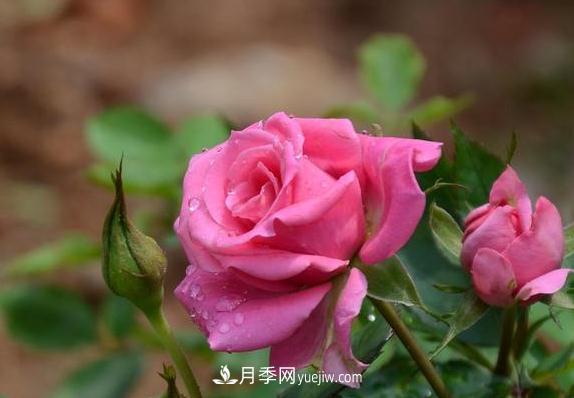 養好月季花沒(méi)有那么難 掌握這幾個(gè)技巧就可以(圖1)