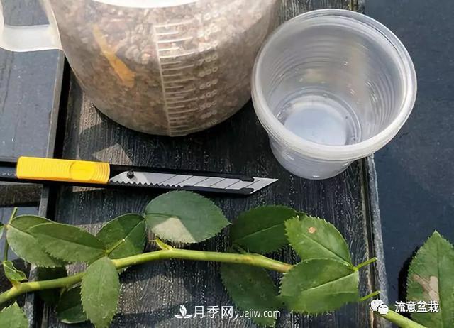 月季秋插方法很簡(jiǎn)單，做好這幾步，生根快，成活率95%以上(圖2)