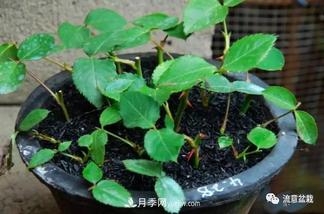 月季秋插方法很簡(jiǎn)單，做好這幾步，生根快，成活率95%以上(圖5)