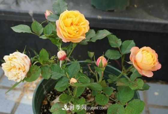 月季秋季養護的重點(diǎn)，如果疏忽這些來(lái)年開(kāi)花就困難了(圖1)
