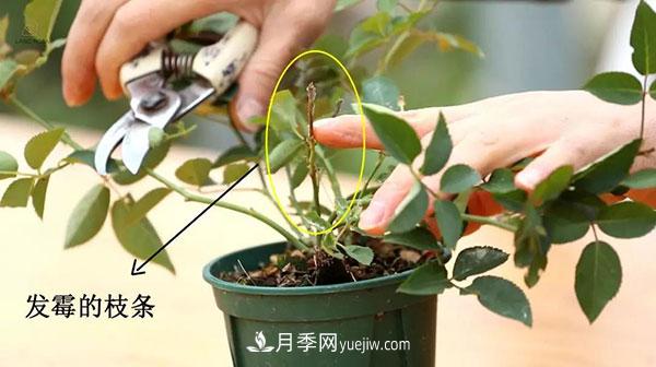 月季小苗冬天剪不剪？(圖2)