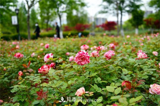 月季***適合施肥的時(shí)節，具體施什么肥？(圖1)