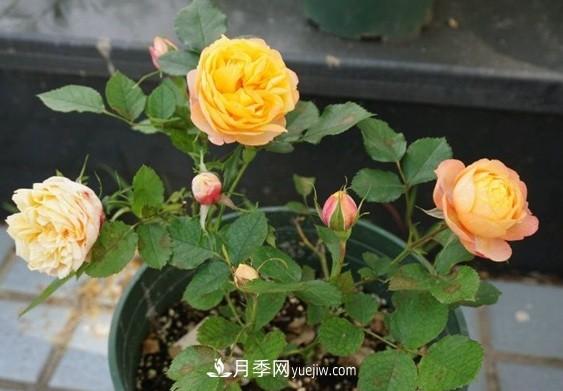 月季***適合施肥的時(shí)節，具體施什么肥？(圖3)