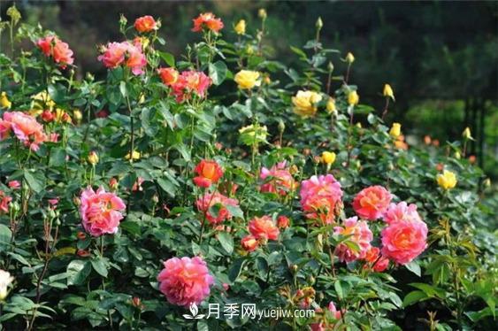 月季***適合施肥的時(shí)節，具體施什么肥？(圖2)