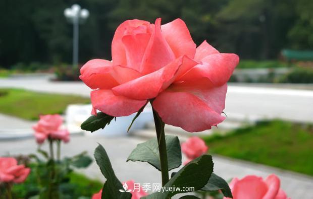月季葉子發(fā)黃嚴重落葉怎么治理？(圖1)