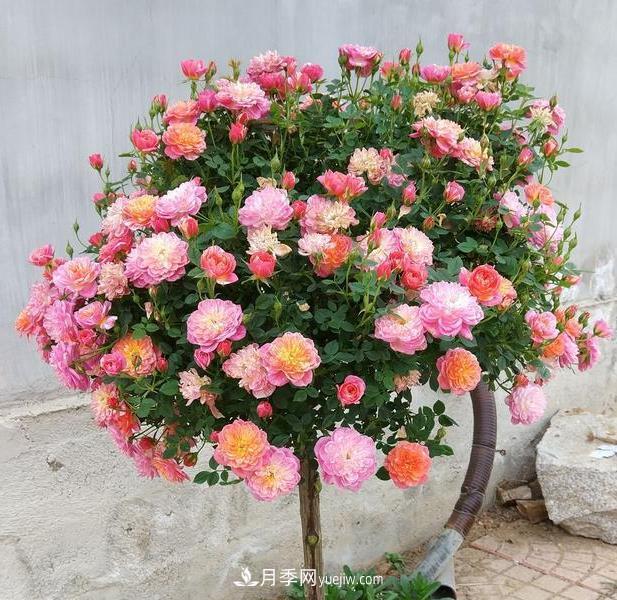 超微型月季嫁接樹(shù)月多少個(gè)芽點(diǎn)***好？(圖1)