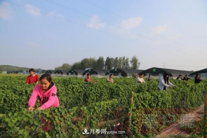 南召玉蘭苗木產(chǎn)業(yè):六抓帶動(dòng)激活鄉村人才振興原動(dòng)力(圖1) 南召玉蘭苗木產(chǎn)業(yè):六抓帶動(dòng)激活鄉村人才振興原動(dòng)力(圖1)