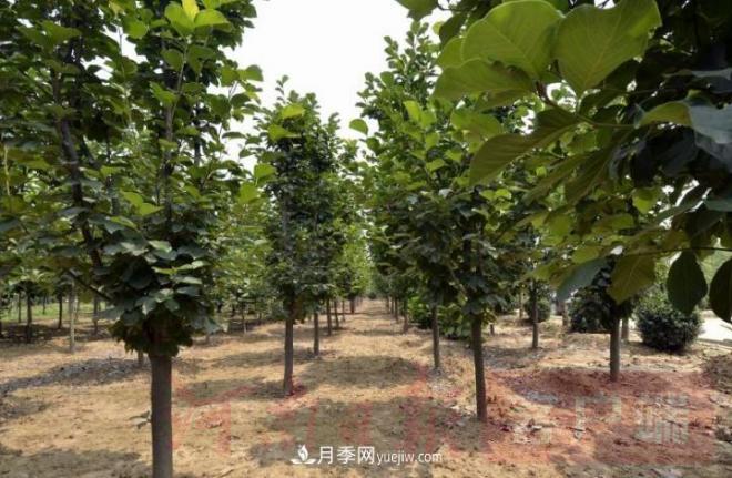 南召玉蘭苗木產(chǎn)業(yè):六抓帶動(dòng)激活鄉村人才振興原動(dòng)力(圖2) 南召玉蘭苗木產(chǎn)業(yè):六抓帶動(dòng)激活鄉村人才振興原動(dòng)力(圖2)
