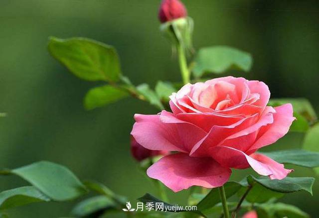 月季：自我成全，成就尊嚴，無(wú)關(guān)世俗的偏見(jiàn)！(圖1)