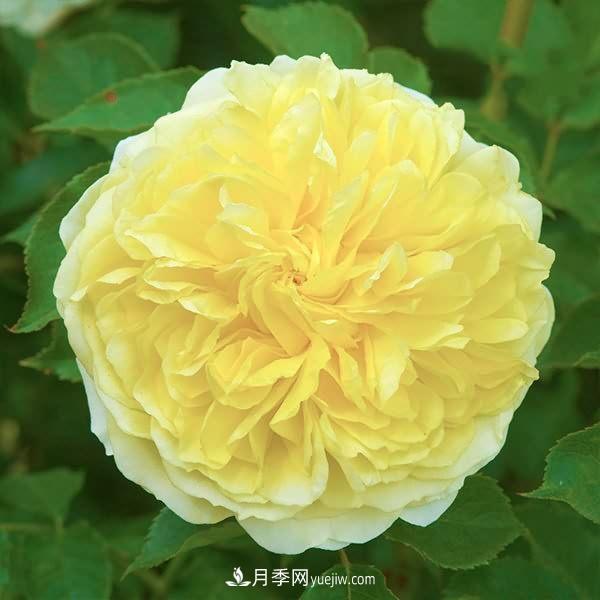 熱銷(xiāo)的8種月季花，沒(méi)養的都后悔了！(圖4)