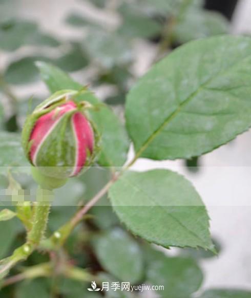 月季花有必要疏蕾嗎？(圖3)
