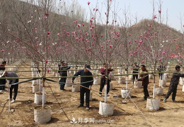 南陽(yáng)南召：栽下玉蘭搖錢(qián)樹(shù) 念活苗木致富經(jīng)(圖1)
