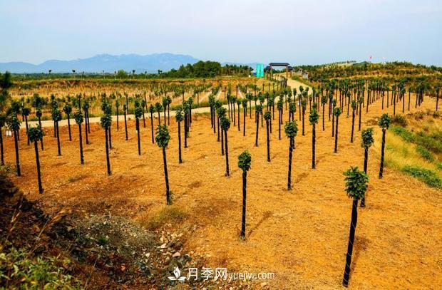 南陽(yáng)南召：栽下玉蘭搖錢(qián)樹(shù) 念活苗木致富經(jīng)(圖2)