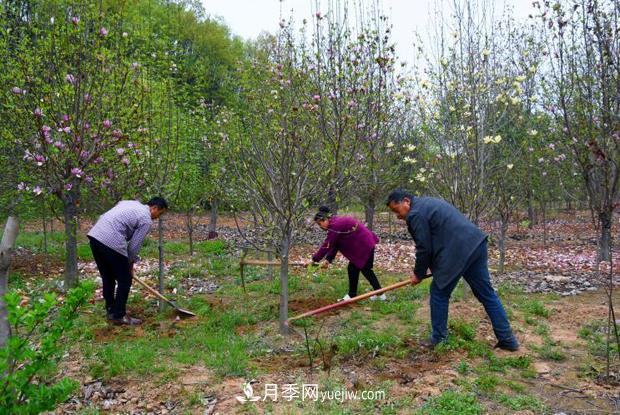 南陽(yáng)南召：栽下玉蘭搖錢(qián)樹(shù) 念活苗木致富經(jīng)(圖3)