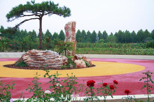 「人物」從南陽(yáng)銷(xiāo)售員到中國推廣大使，“月季女王”成長(cháng)記(圖1)