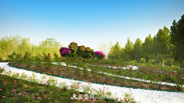 「人物」從南陽(yáng)銷(xiāo)售員到中國推廣大使，“月季女王”成長(cháng)記(圖3)