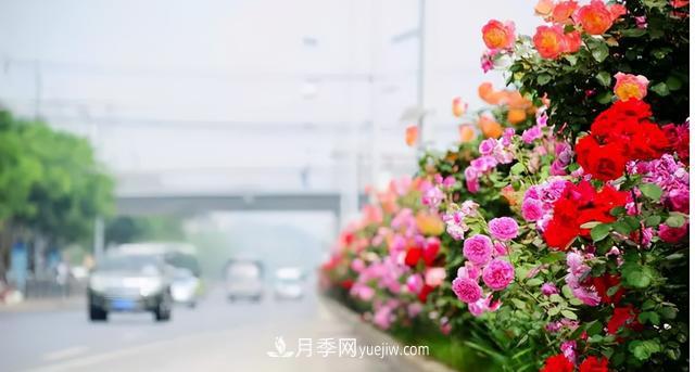 「人物」從南陽(yáng)銷(xiāo)售員到中國推廣大使，“月季女王”成長(cháng)記(圖4)