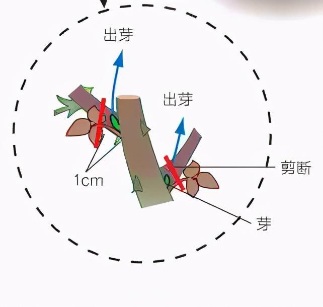 月季庭院種植秋冬養護要點(diǎn)：秋冬養護好，來(lái)年一樹(shù)繁花(圖3)