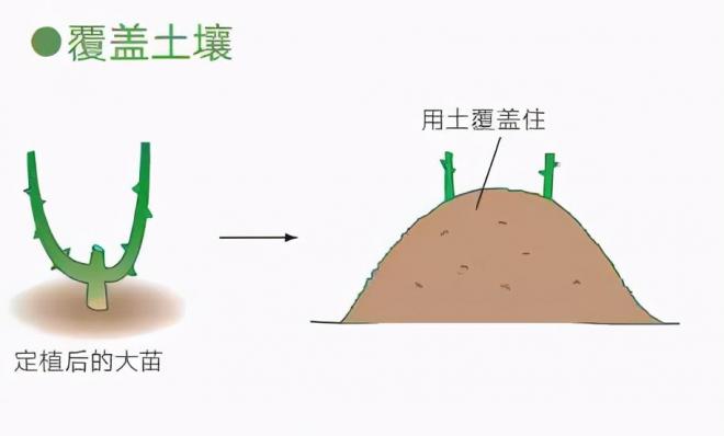 月季庭院種植秋冬養護要點(diǎn)：秋冬養護好，來(lái)年一樹(shù)繁花(圖4)