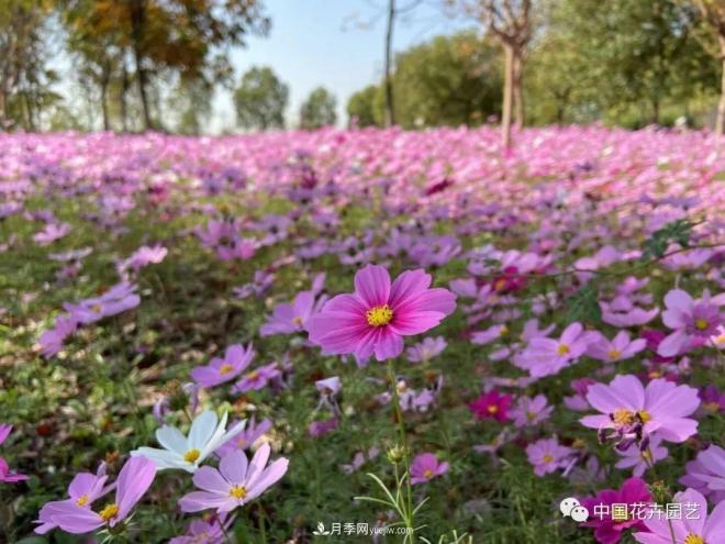 內外聯(lián)合，中國花海探索發(fā)展之道(圖2)