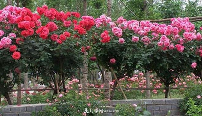 你見(jiàn)過(guò)大樹(shù)上面開(kāi)月季花嗎？一棵賣(mài)幾百上千，還不夠賣(mài)(圖1)