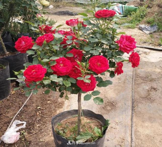 你見(jiàn)過(guò)大樹(shù)上面開(kāi)月季花嗎？一棵賣(mài)幾百上千，還不夠賣(mài)(圖3)