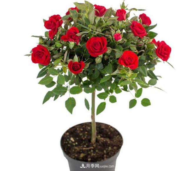 你見(jiàn)過(guò)大樹(shù)上面開(kāi)月季花嗎？一棵賣(mài)幾百上千，還不夠賣(mài)(圖2)