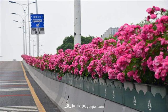 2021年，綠化月季上高架會(huì )成為潮流嗎？(圖2)