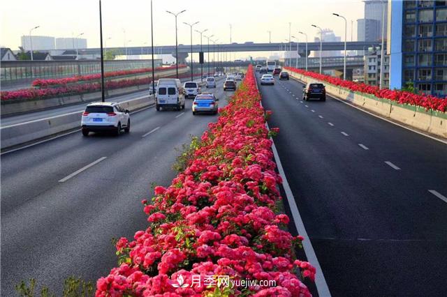 2021年，綠化月季上高架會(huì )成為潮流嗎？(圖1)
