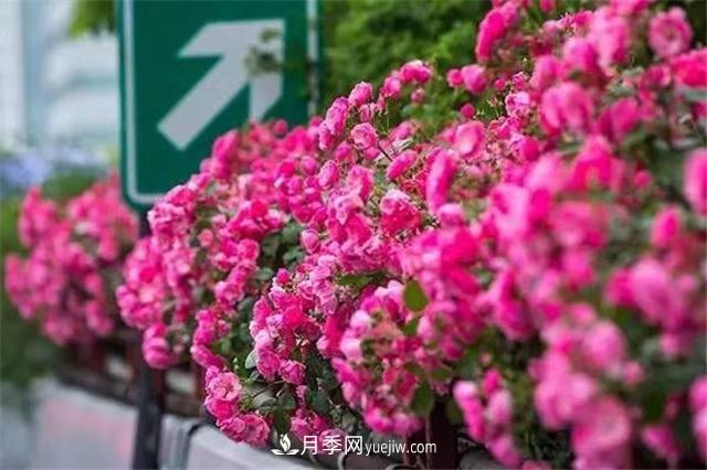 2021年，綠化月季上高架會(huì )成為潮流嗎？(圖3)