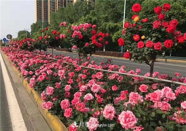 2021年，綠化月季上高架會(huì )成為潮流嗎？(圖5)