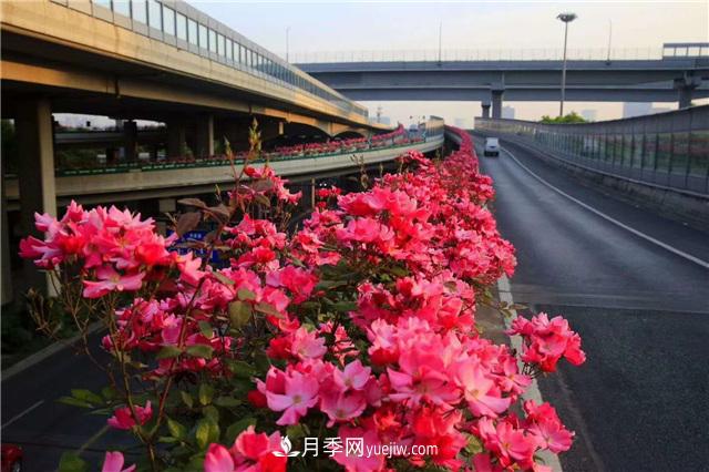 2021年，綠化月季上高架會(huì )成為潮流嗎？(圖6)