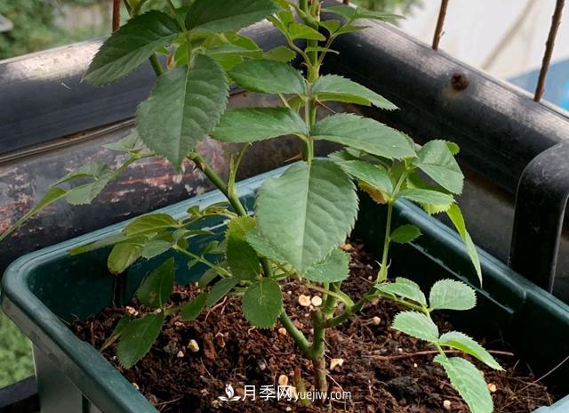 新上盆的月季可以施肥嗎？椰糠伴營(yíng)養土栽種，擔心月季缺營(yíng)養(圖2)