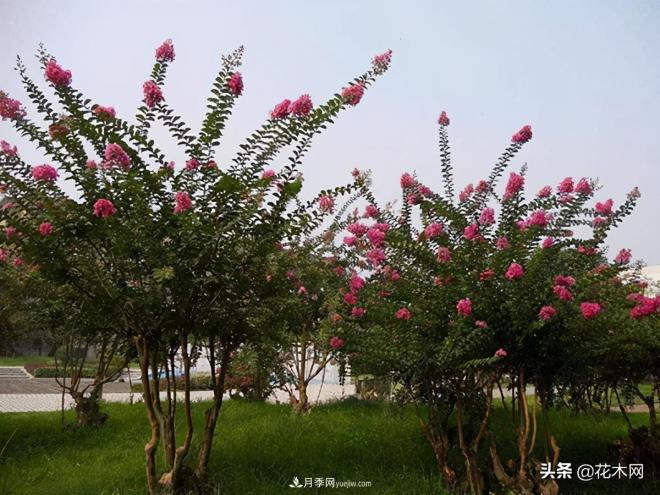 叢生苗木市場(chǎng)火熱，如何輕松登上銷(xiāo)量榜首？(圖2)