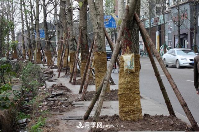 為什么說(shuō)秋季移栽樹(shù)木成活率更高？苗木要提高成活率，還需要注意什么(圖1)
