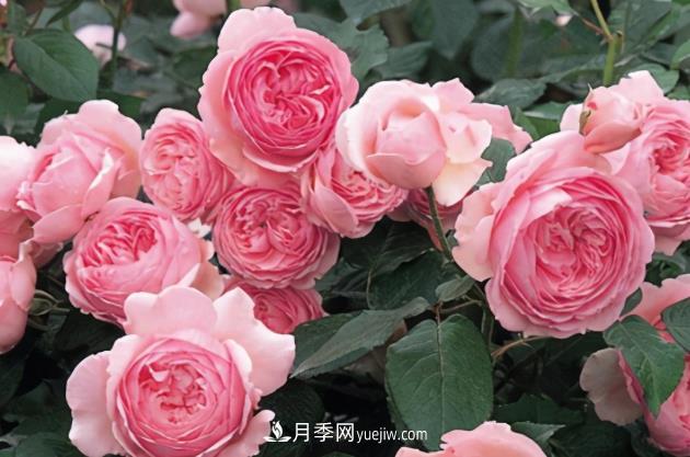 11月了，還不快給月季“清花苞”，開(kāi)春后瘋狂爆花(圖1)