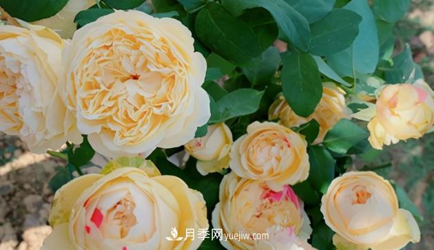 11月了，還不快給月季“清花苞”，開(kāi)春后瘋狂爆花(圖2)