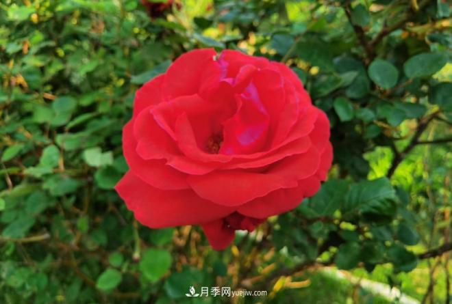 被玫瑰遮住光芒的月季花，妙用很多，能賞能吃能泡茶(圖1)