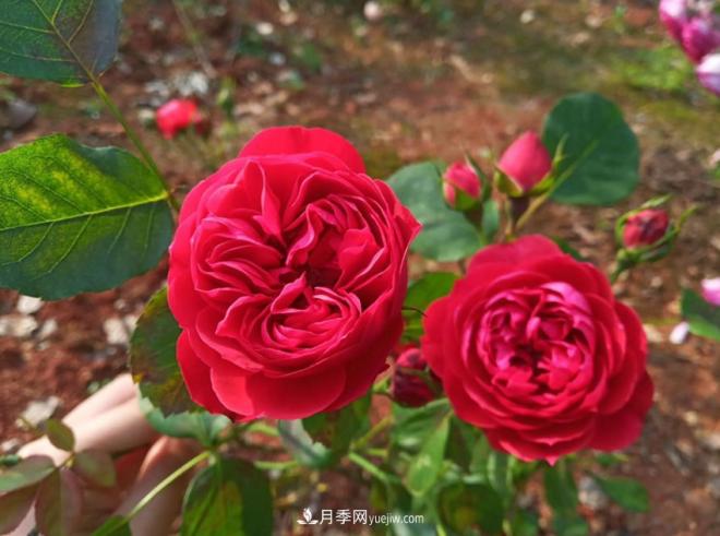 被玫瑰遮住光芒的月季花，妙用很多，能賞能吃能泡茶(圖2)