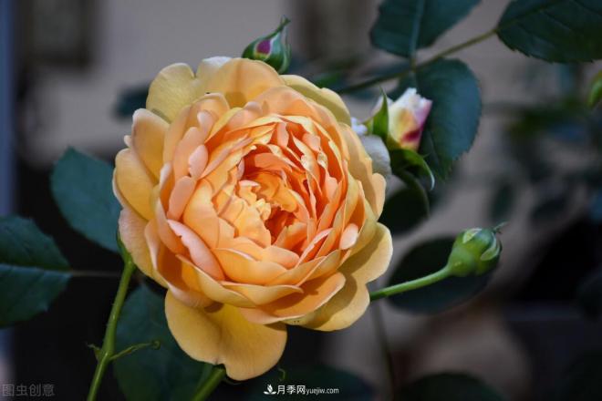 不是我“崇洋媚外”，養月季選歐月，是有原因的(圖3)