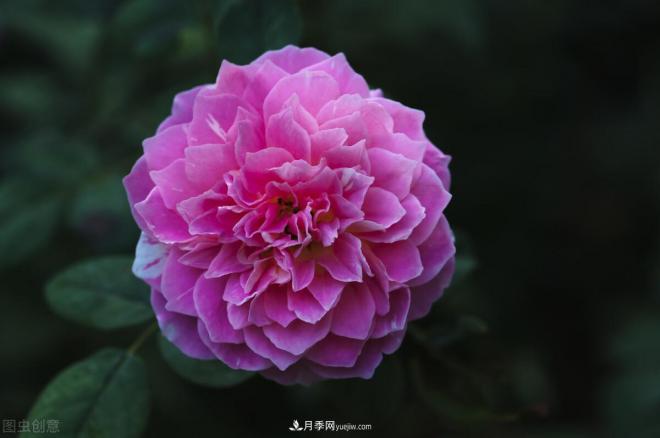 不是我“崇洋媚外”，養月季選歐月，是有原因的(圖6)