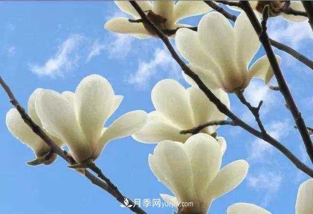 白玉蘭花期有多久，花期如何管理？(圖1)