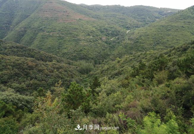 即將到來(lái)的冬春造林季要種哪些樹(shù)？河南省已培育9.31株鄉土樹(shù)種(圖1)